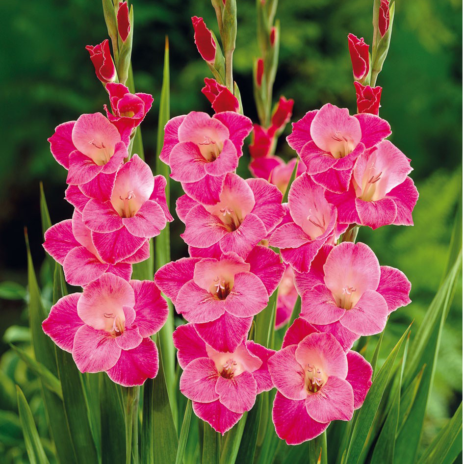 Луковица НВМ Гладиолус Сильвана 7шт 