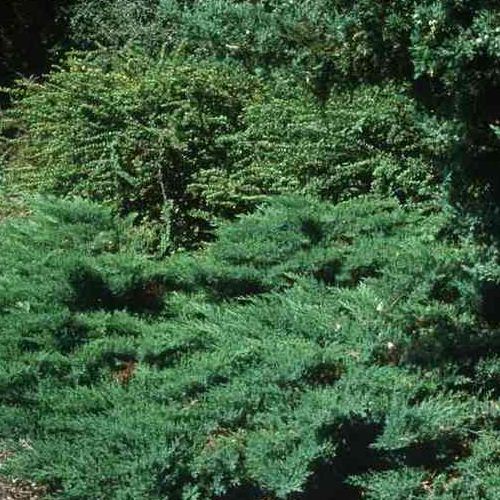 Можжевельник горизонтальный Андорра Компакта v5 60-80 