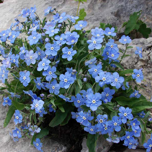 Пупочник р11 Sw 