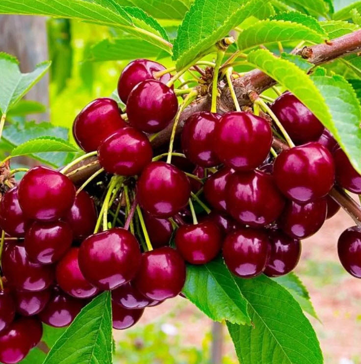 Черешня Сказка v15 ХР 