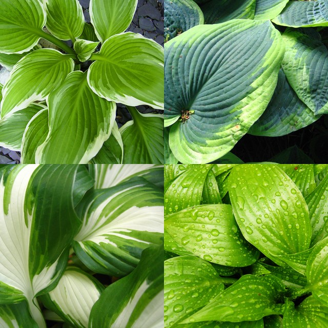 Хоста СС в асс. с2 