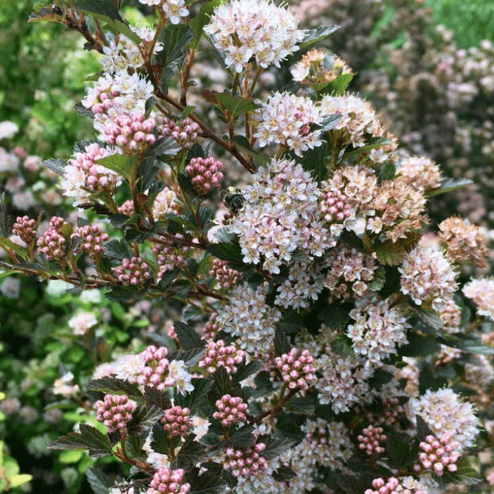 Пузыреплодник калинолистный Меджикал Свит Черри Ти v2 Lav 