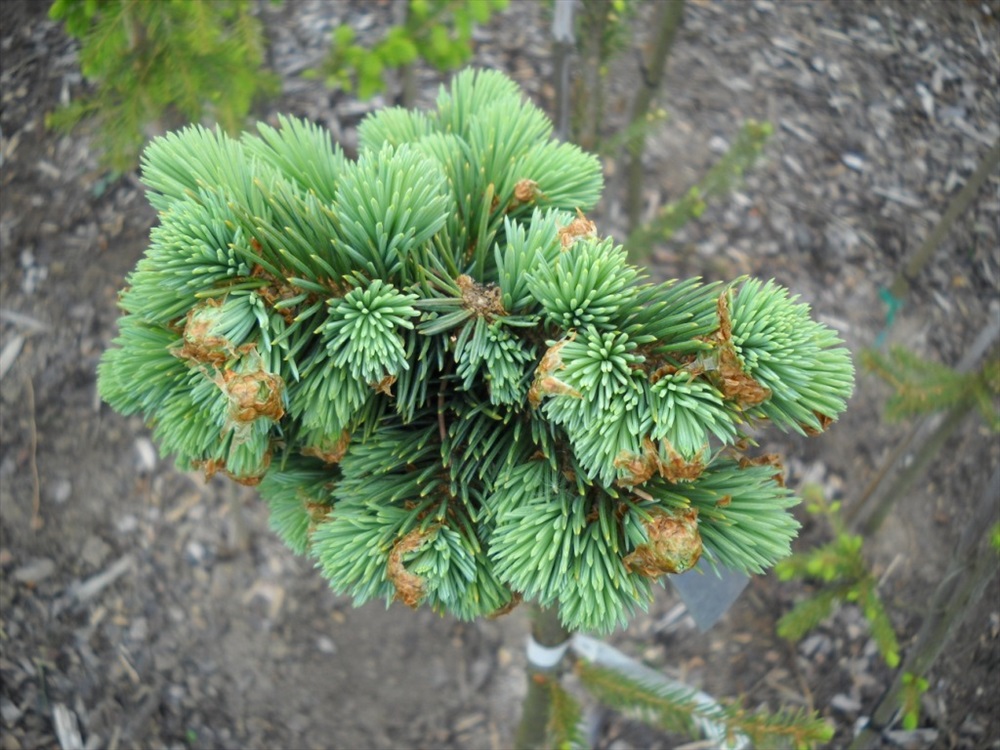 Ель энгельмани Страв Делайт штамб 30 Mt 