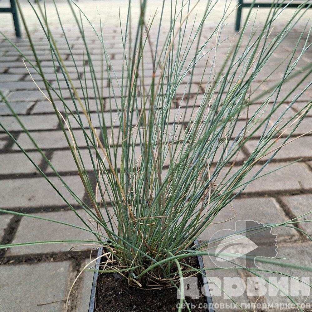 Овсяница p9 Push 