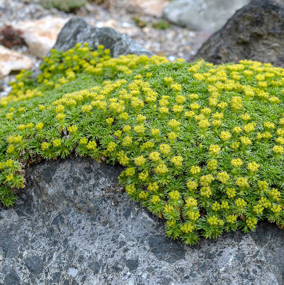 Азорелла v1,5 Push 