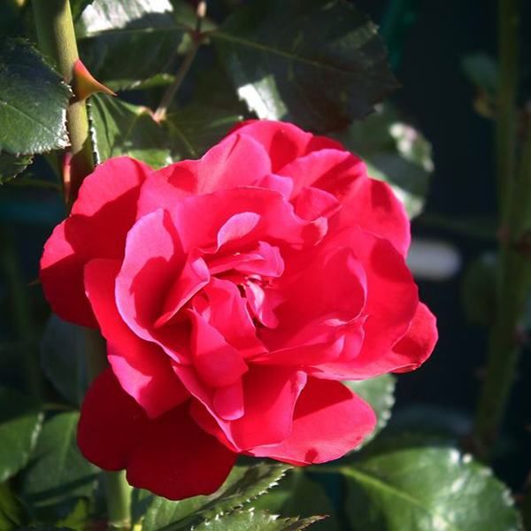 Роза плетистая Мусимара в коробке ZP 