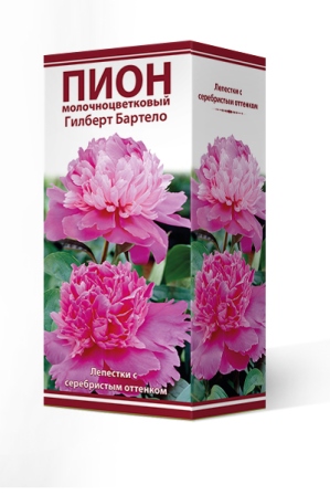 Кореневище Пион молочноцветковый Гилберт Бартело 1шт Поиск 