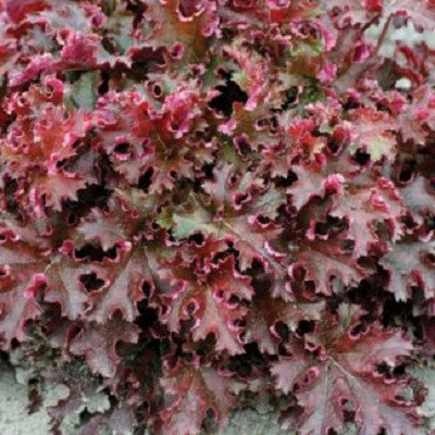 Гейхера гибридная Кримсон Кёрлс I 1шт Поиск 