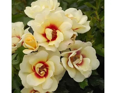 Роза почвопокровная Глориос Бэбилон Айс  в коробке Биосфера 