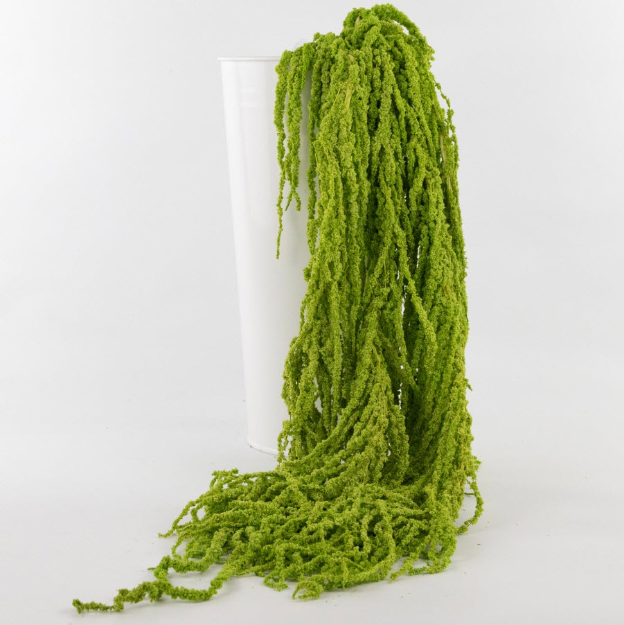 Сухоцветы Амарантус набор 5шт 100см, темно-зеленый по цене 