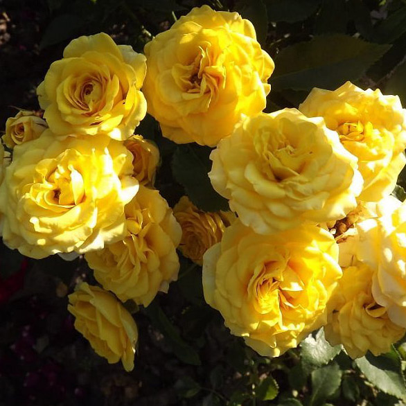 Роза миниатюрная Беби Голд в коробке ЦО 