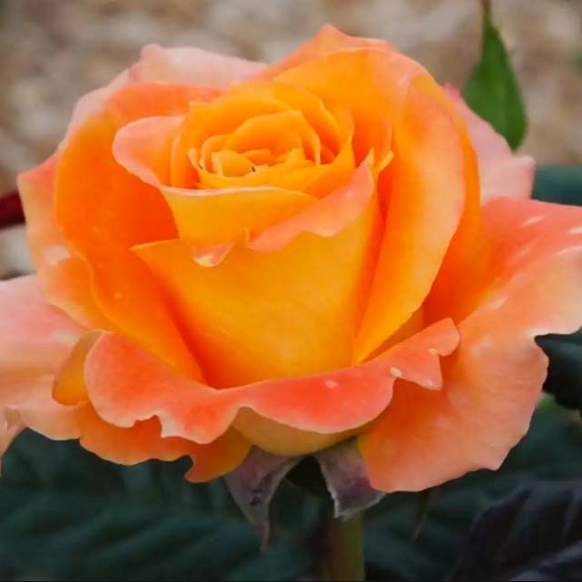 Роза чайно-гибридная ФЛОРА ДАНИКА v7 Fr 