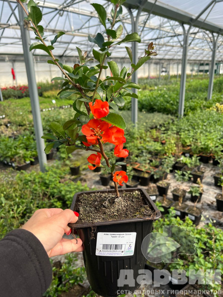 Айва превосходная Оранж Трейл v2 Lav 