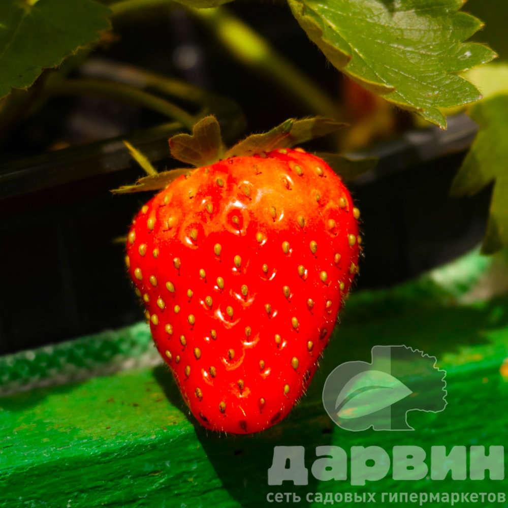Земляника крупноплодная Сирия p9 Tim 