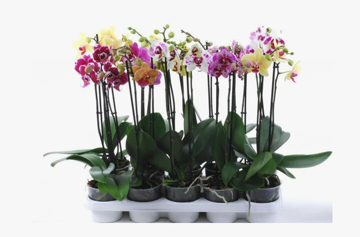 Фаленопсис Мультифлора 2-5 вет микс d12 h40 