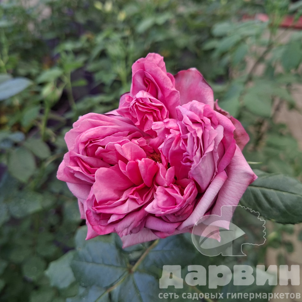 Роза флорибунда Пампадур дельбар v5 Lav 