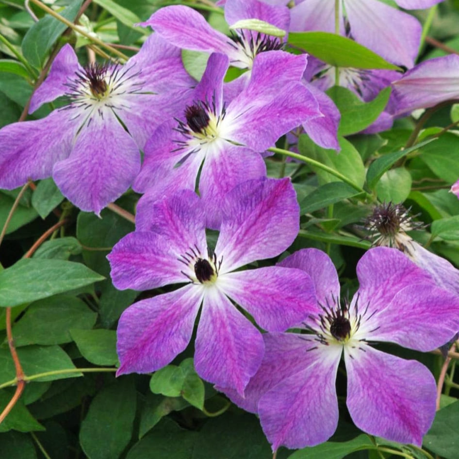 Клематис Клаудберст v2 CL 