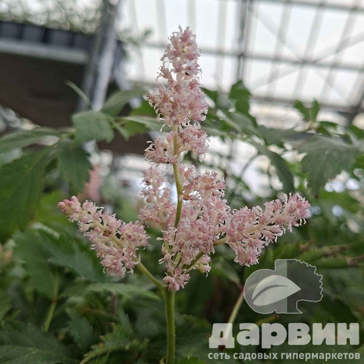 Астильба Америка v2 Tim 