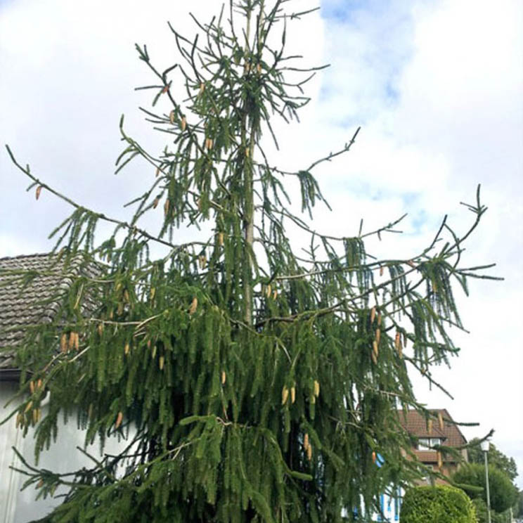 Растение ель обыкновенная Кранстони 150-175см Lt2 