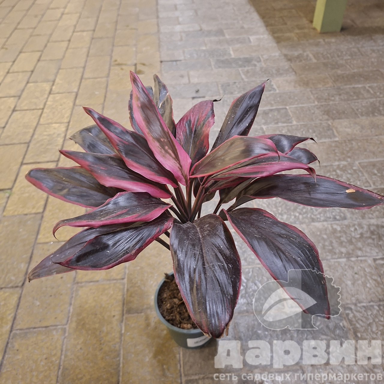 Кордилина d12 