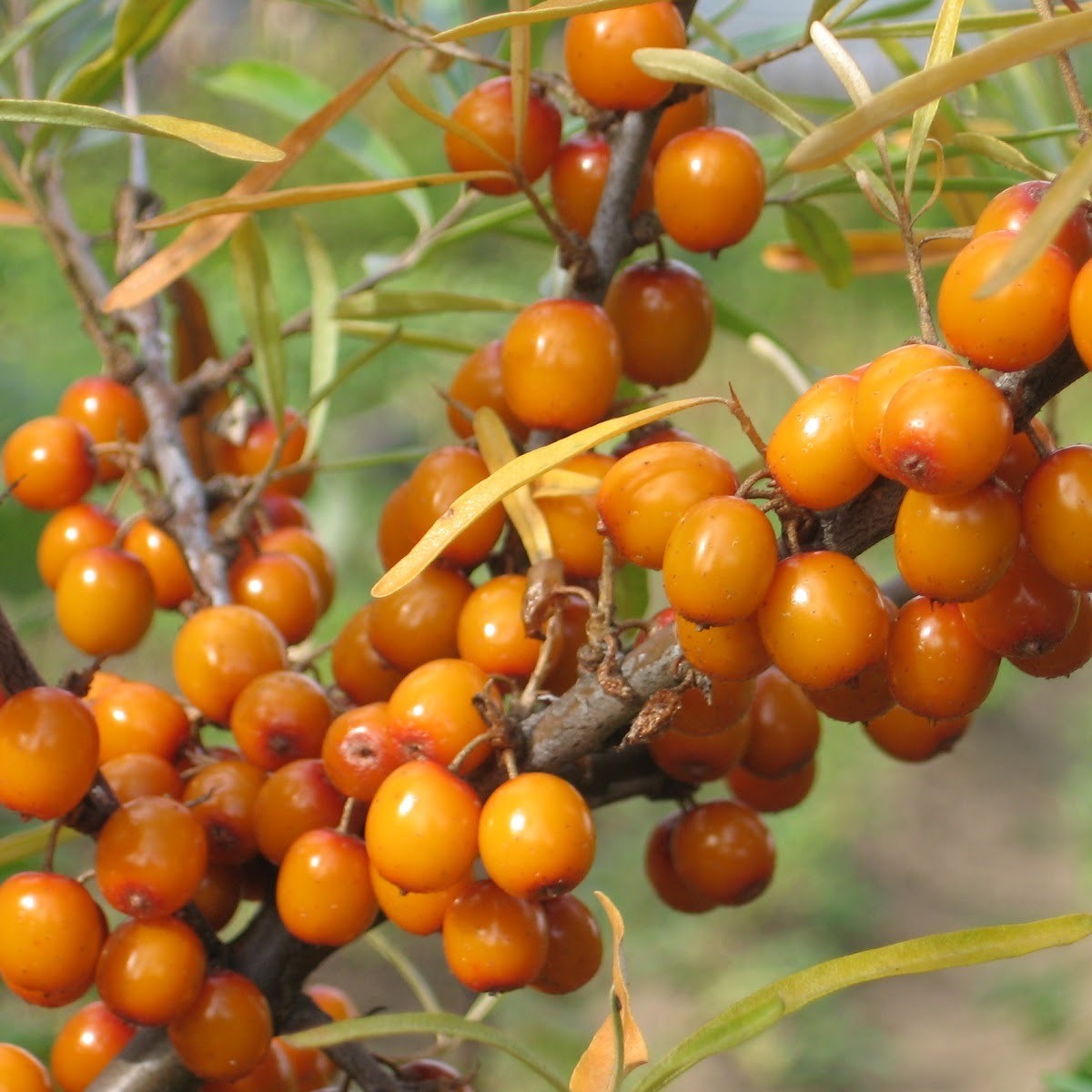 Облепиха Оранжевая v3 Tim по цене  Облепиха Оранжевая v3 Tim