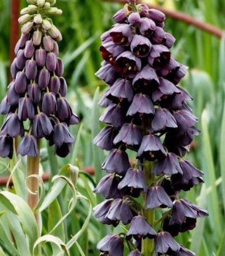 Луковица Рябчик персидский 20/22, 1 шт HBM 