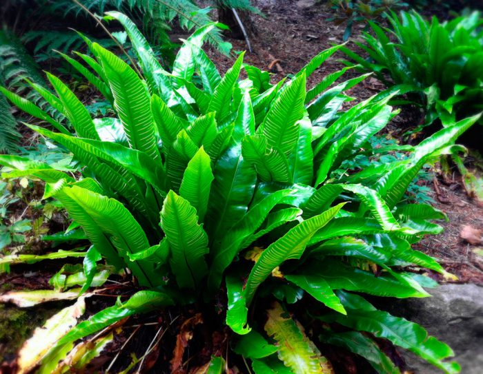 Листовик v2 Tim 