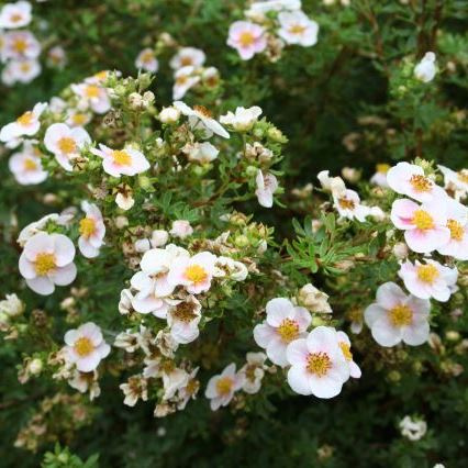 Лапчатка кустарниковая "Принцесс Блинк" 20-25см с2 