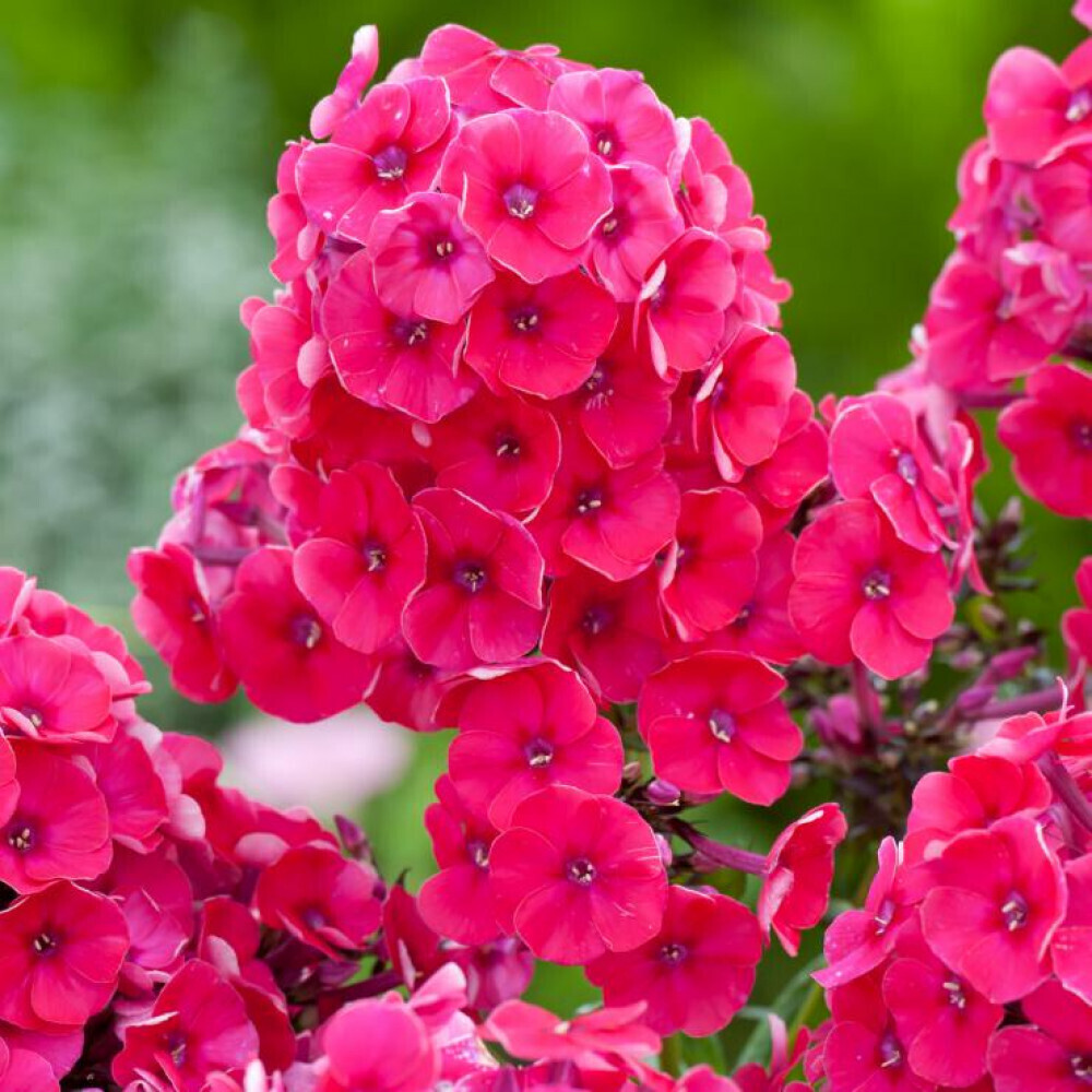 Флокс метельчатый Гренадин Дрим d15 ХР 