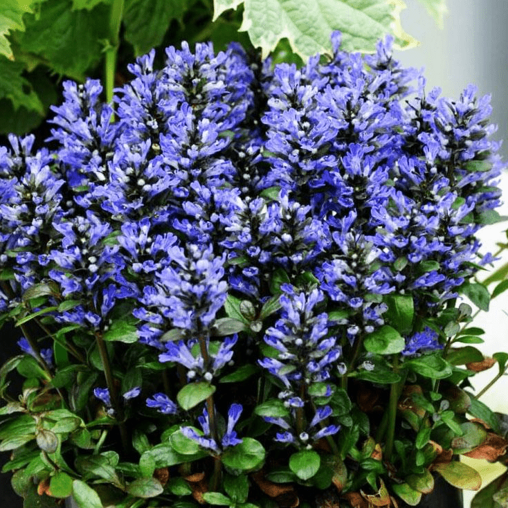 Живучка Блюбери Маффин d10 Lav 