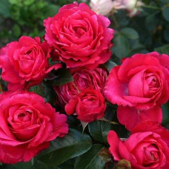 Роза чайно-гибридная Черри Леди с5, Tim 