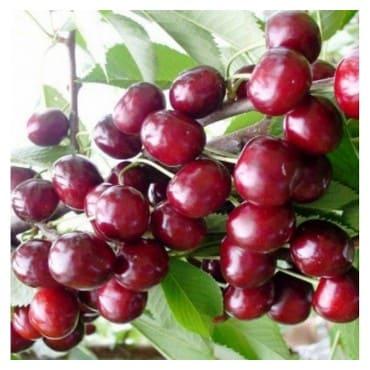 Черешня Хелена v5 100-140 Lav 