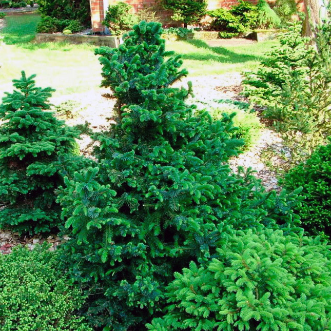 Ель ситхинская Сагарлоаф v7,5 