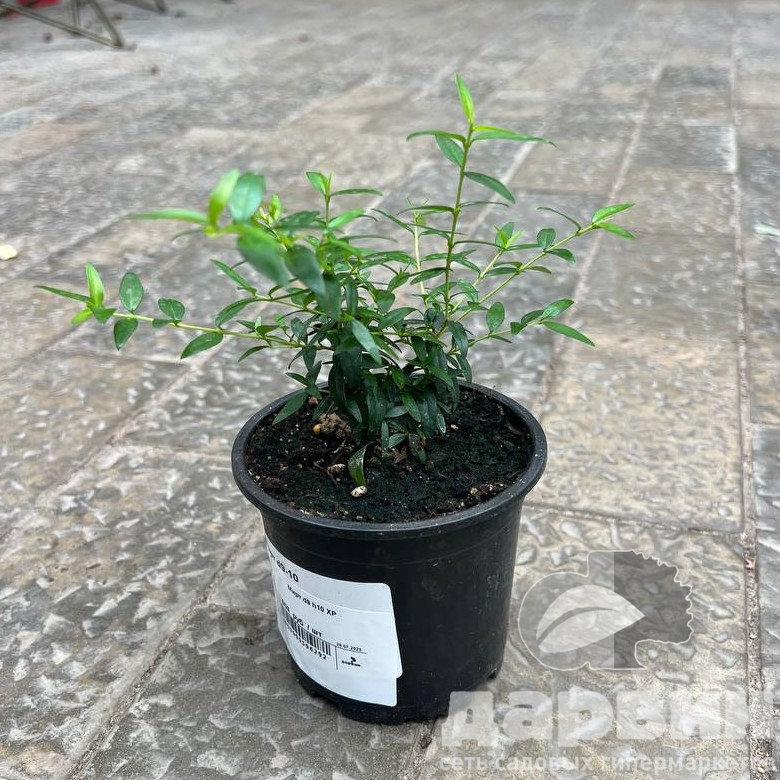 Мирт d9 h10 ХР 