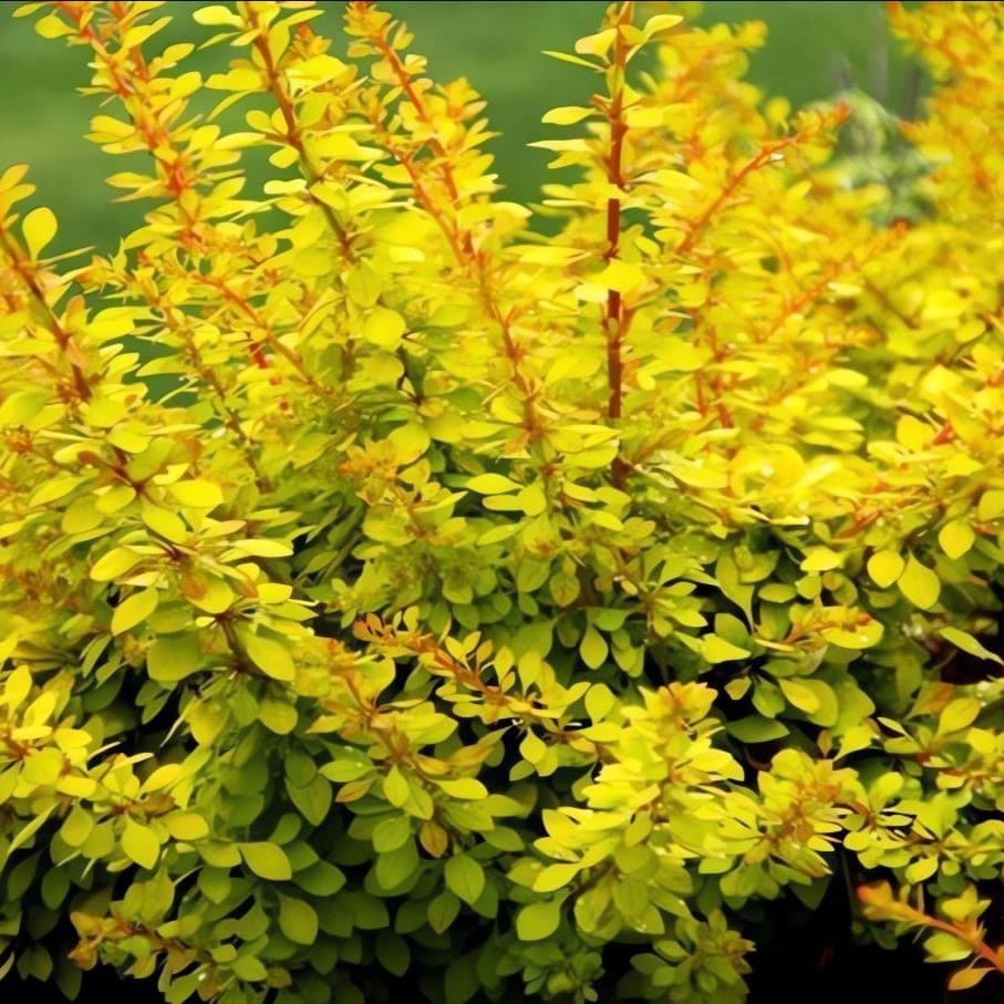 Барбарис тунберга Голден Дрим v12 