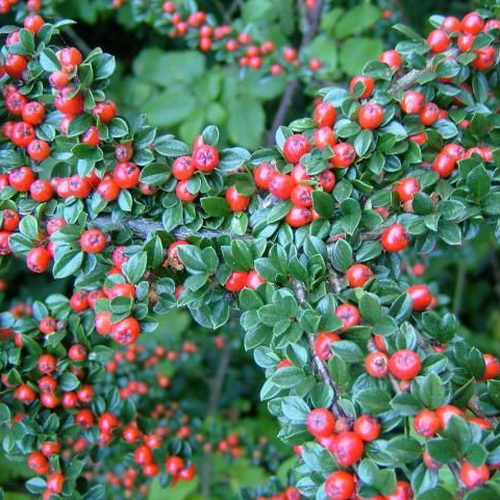 Кизильник горизонтальный P14, 20-30см 