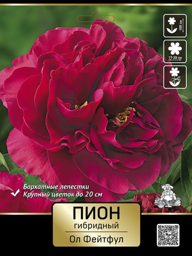 Кореневище Пион гибридный Ол Фейтфул 1шт Поиск 