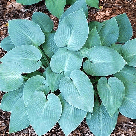 Хоста Халцион v2 Lav 