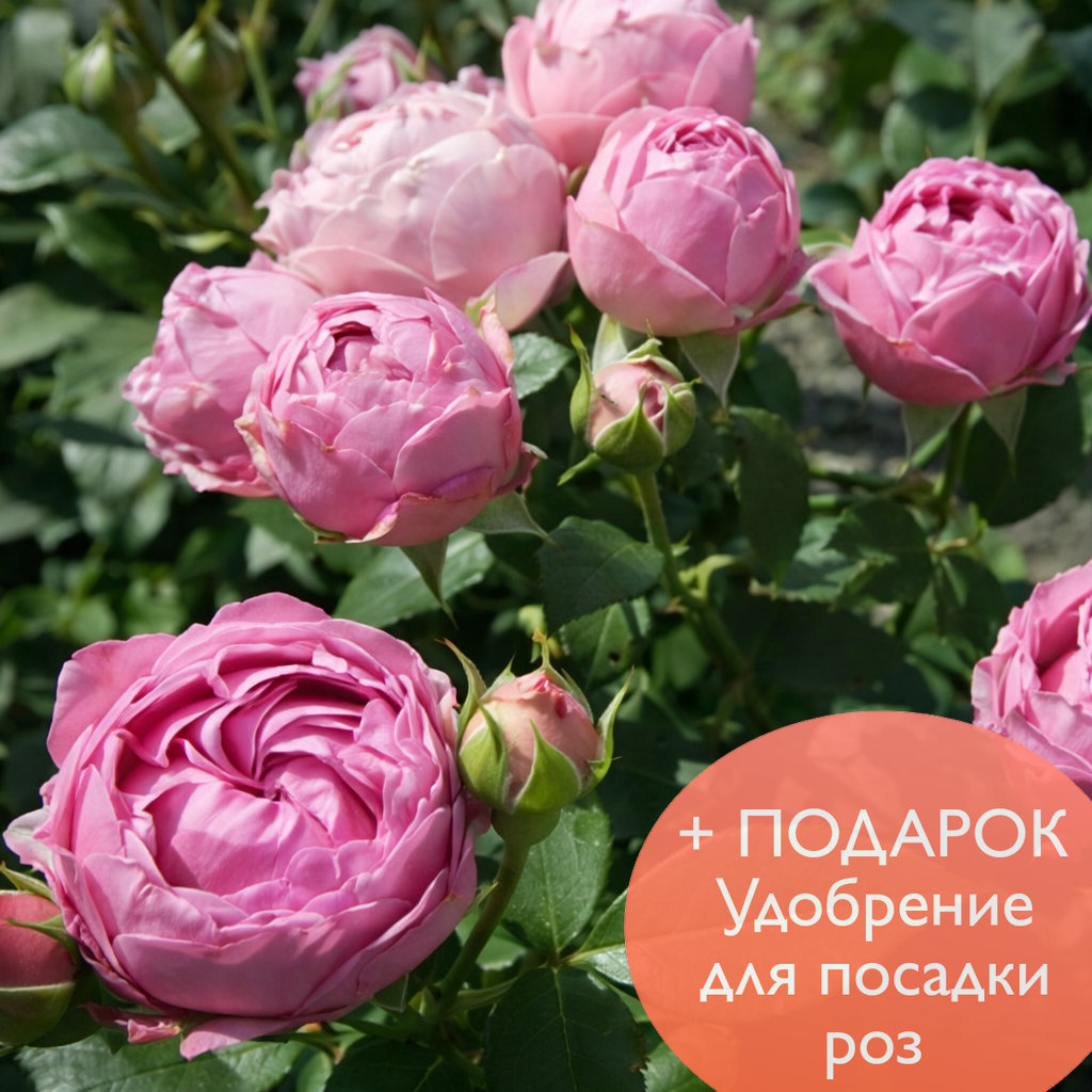 Роза Спрей Мисти Баблз в коробке Биосфера 