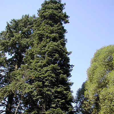 Растение пихта вичи 175-200 Tw по цене  Растение пихта вичи 175-200 Tw