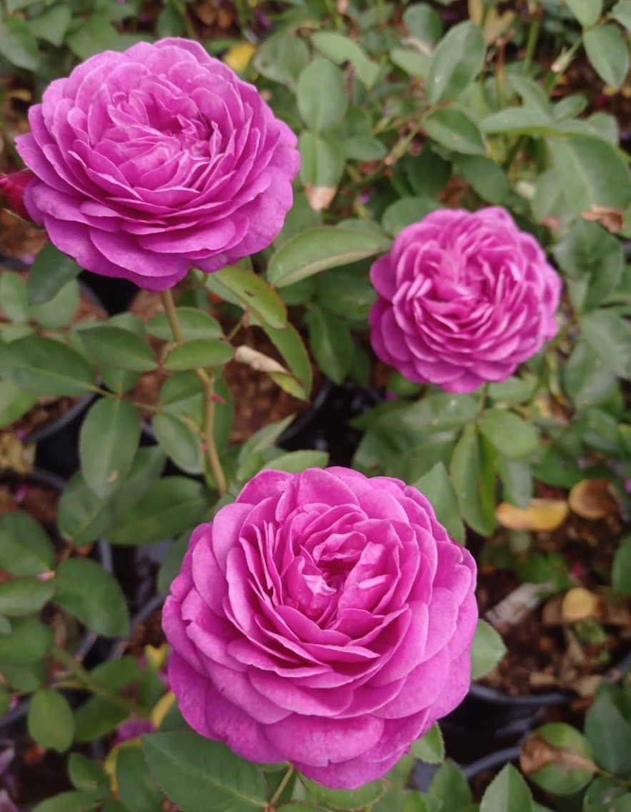 Роза миниатюрная Хайди Клум v5 Lav 