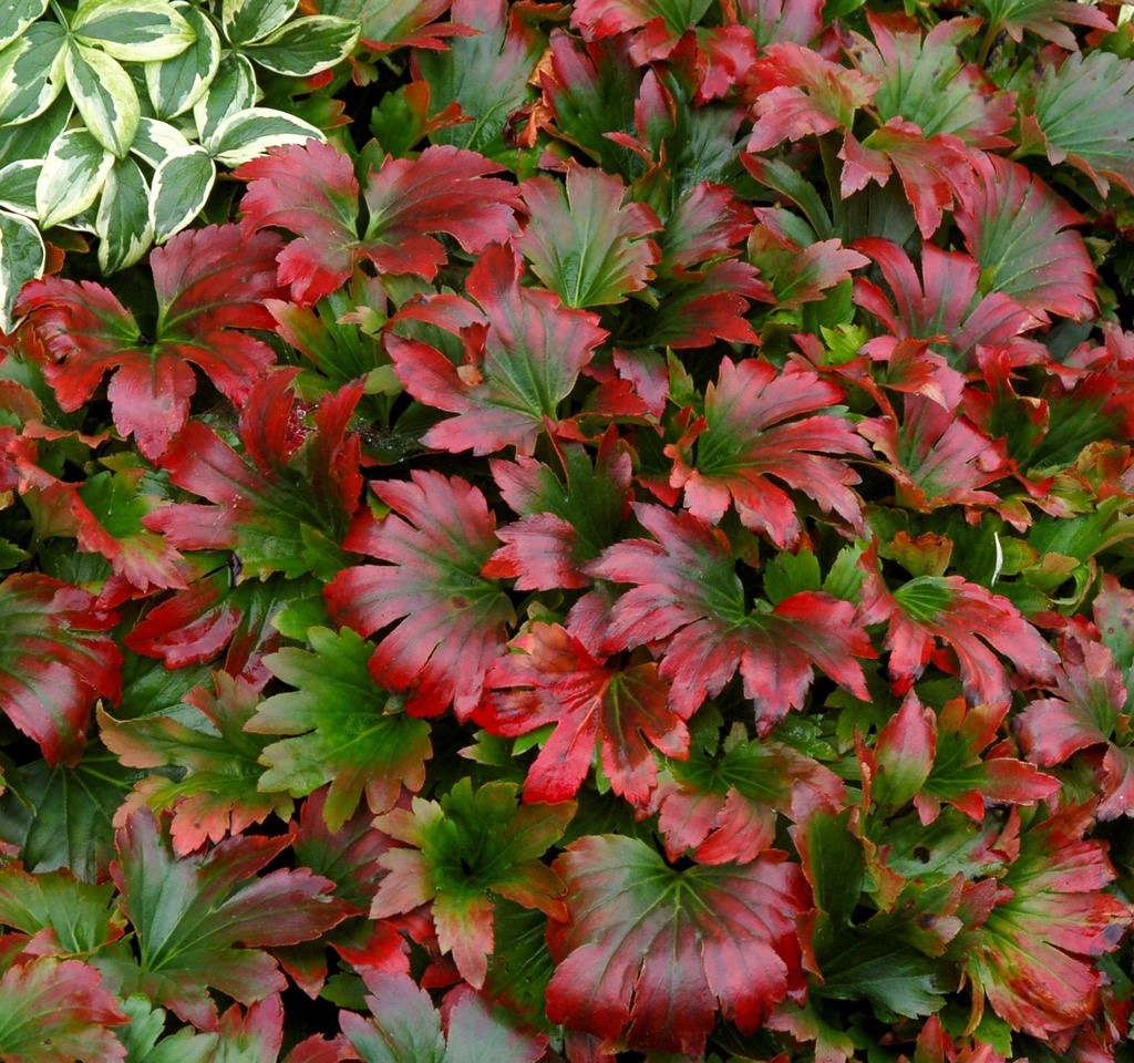 Мукдения v1,5 Push 