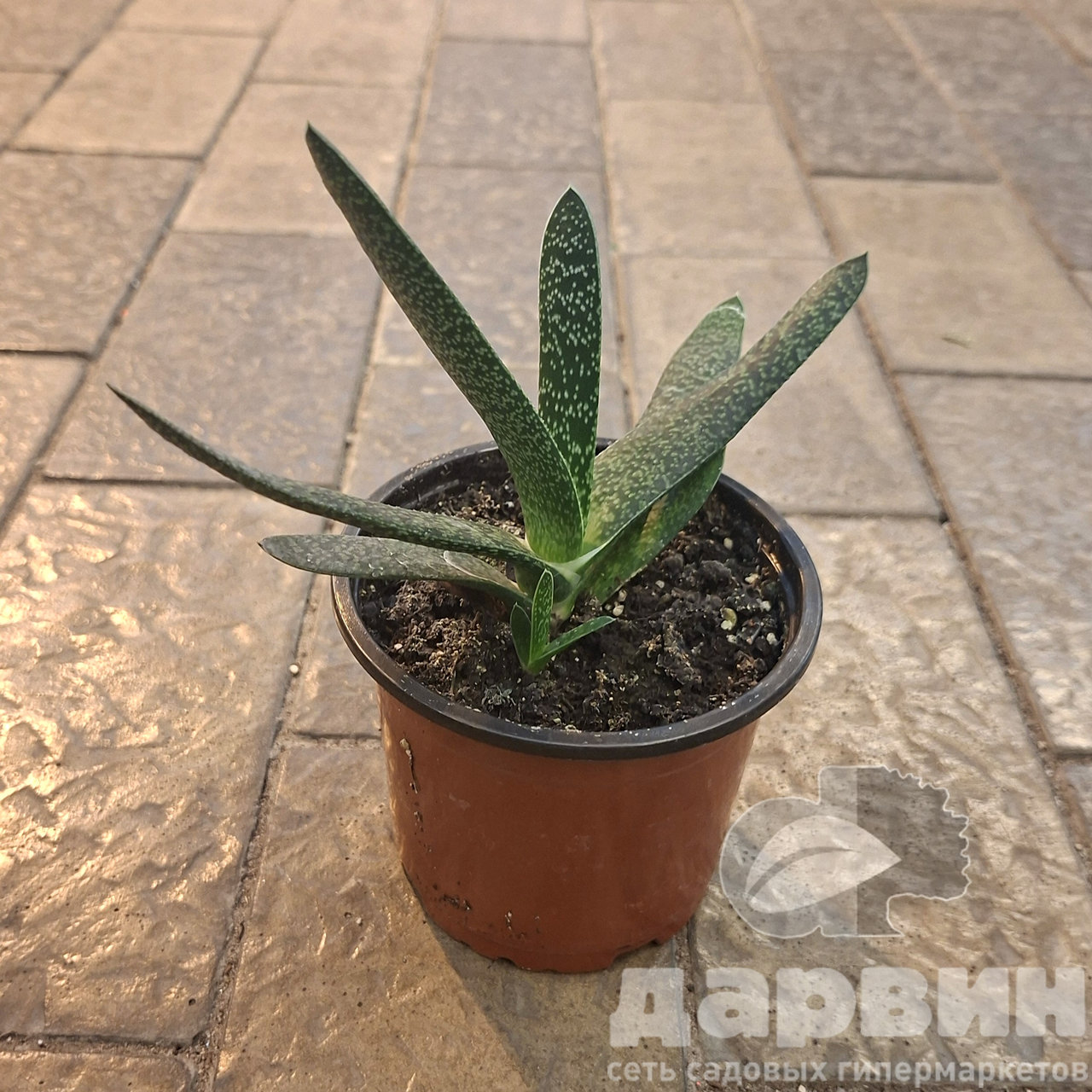 Гастерия d12 Tim 