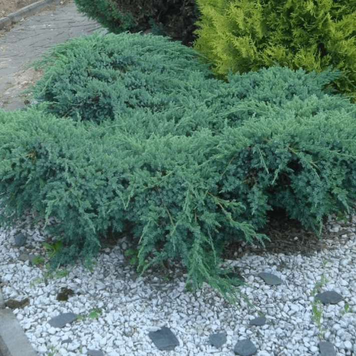 Можжевельник казацкий Блю Спаркл v5 20-30 YP 