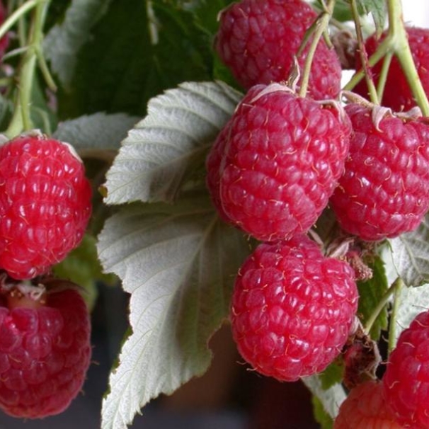 Малиновое дерево Таруса красная v2 Tim 