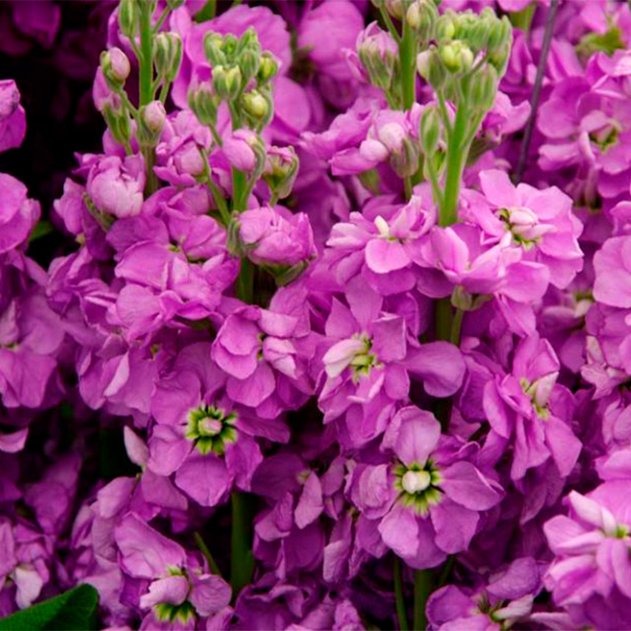 Левкой в ассортименте D12 ЕГ 