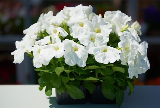 Петуния белая кассета Е6 ЕТК 