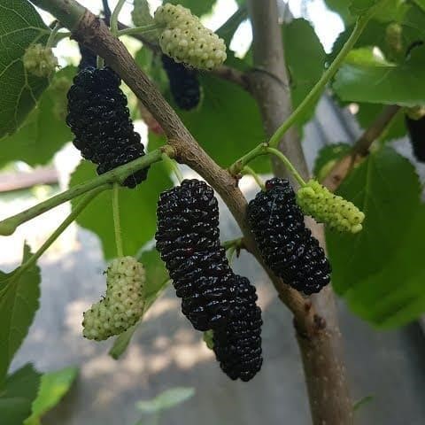 Шелковица черная с3 ЦО по цене  Шелковица черная с3 ЦО