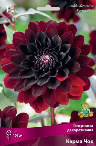 Клубень Георгина декоративная Карма Чок I 1шт Поиск 