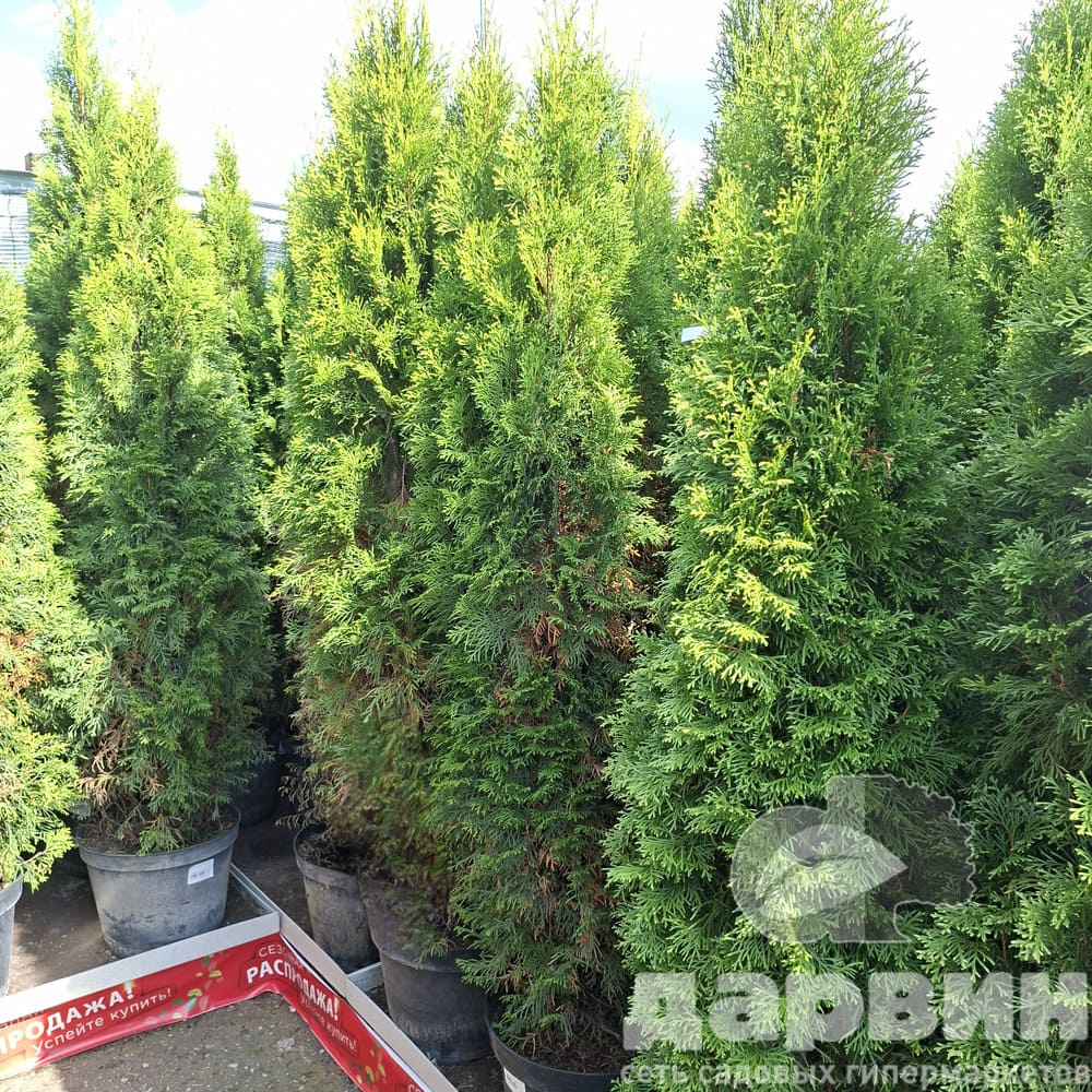 Туя западная Смарагд